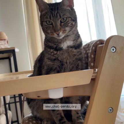 Photo 1/1 Saka Chat lost in Coulommiers