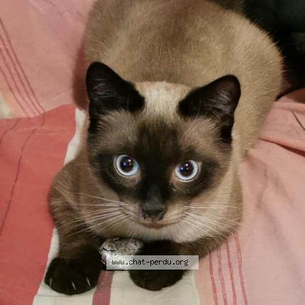 Photo 1/1 Mimi Chat lost in La petite raon