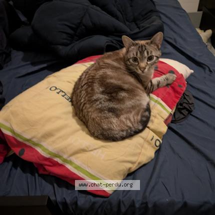 Photo 1/1 PIXOU Chat lost in La couronne