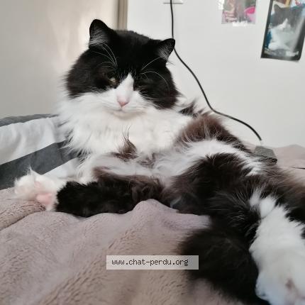 Photo 1/1 Moustache Chat lost in Nantes