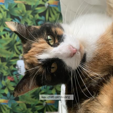 Photo 1/1 Noisette Chat lost in Becon les granits