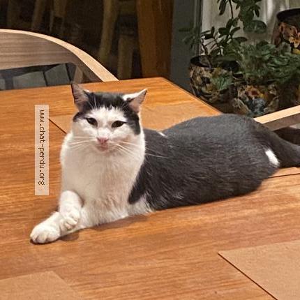 Foto 1/1 Kat teruggevonden Vermist in Molenbeek