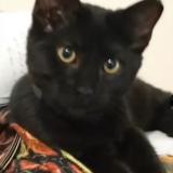 Picture of cat lost at Montbeliard