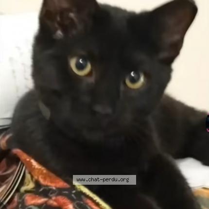 Photo 1/1 Poupette Chat lost in Montbeliard