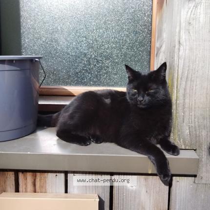 Photo 1/1 Dracula Chat lost in Canteleu