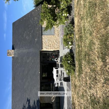 Photo 1/1 Fripouille Chat lost in Sarzeau