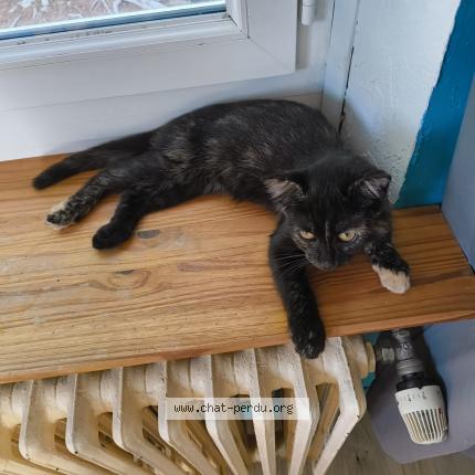 Photo 1/1 Vahiné Chat lost in Boen sur lignon