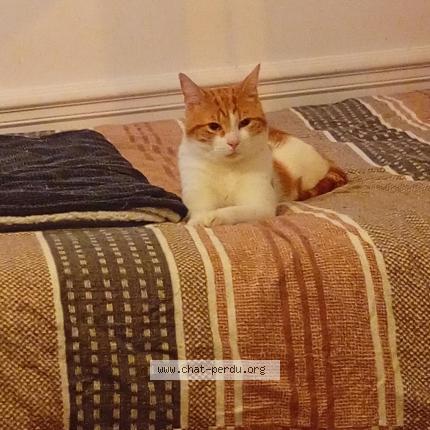 Photo 1/1 Drago Chat lost in Reims