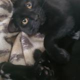 Picture of cat lost at Conde Sur L Escaut