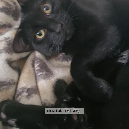 Photo 1/1 Pepito Chat lost in Conde sur l escaut