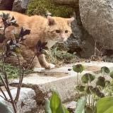 Picture of cat found at Saint J En De Chevelu