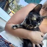 Picture of cat found at Lege