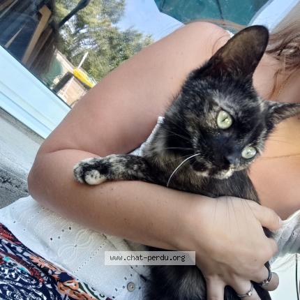 Photo 1/1 Found cat Found in Lege