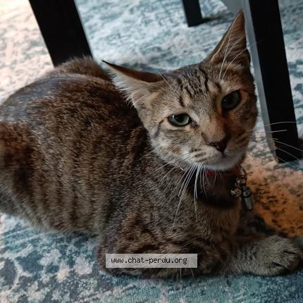 Photo 1/1 Loni Chat lost in Champigny sur marne