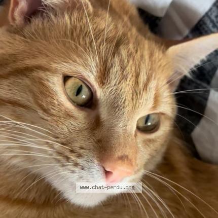 Photo 1/1 Mimi Chat lost in Rochefort