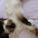 Picture of cat lost at Lagny Sur Marne