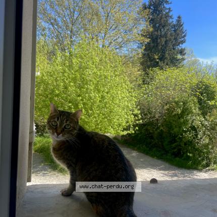 Photo 1/1 octavia Chat lost in Lagnes