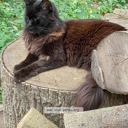 Photo 1/1 Zarco Chat lost in Vise