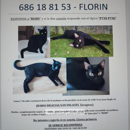 Photo 1/1 Beibi de Zaragoza Chat lost in Zaragoza