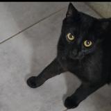 Picture of cat lost at Villez Sous Bailleul