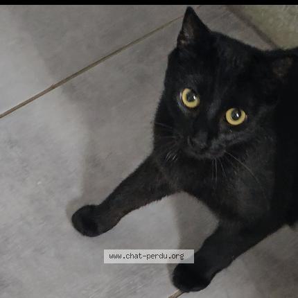 Photo 1/2 Mélodie Chat lost in Villez sous bailleul