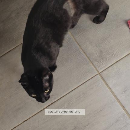 Photo 2/2 M&eacute;lodie Chat lost in Villez sous bailleul
