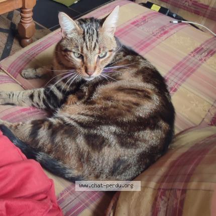 Photo 1/1 Roady Chat lost in Plounevez quintin