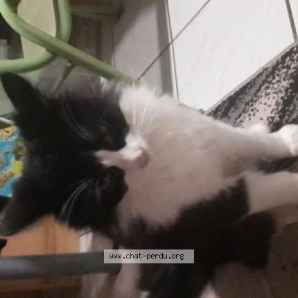 Photo 1/1 Olga Chat lost in Marans