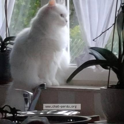 Photo 1/1 Maig Chat lost in Hautmont