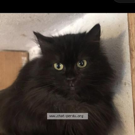 Photo 1/1 Damien Chat lost in Grandvaud