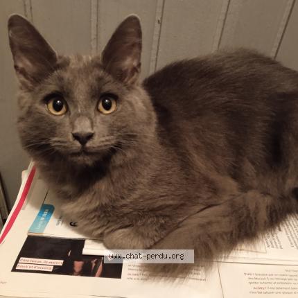 Photo 1/1 Grey Chat lost in Sin le noble