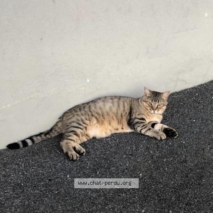 Photo 1/1 Punchy Chat lost in Aureilhan