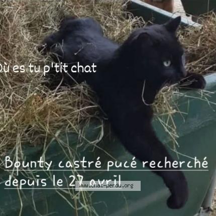 Photo 1/1 Bounty Chat lost in Choisy en brie