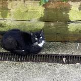 Picture of cat found at Montreuil