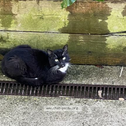 Photo 1/1 Found cat Found in Montreuil