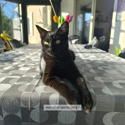 Photo 1/1 Erickson Chat lost in Pradines