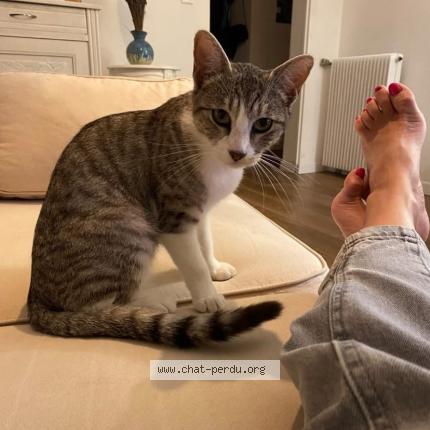 Photo 1/1 Milou Chat lost in Billere