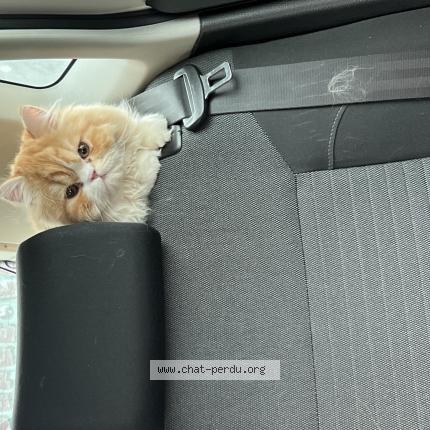 Photo 1/1 Tigrou Chat lost in Marseille