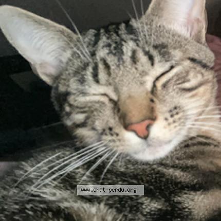 Photo 1/1 Mowgli Chat lost in Houilles