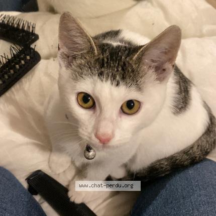 Photo 1/1 Tomi Chat lost in Ville