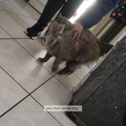 Photo 1/1 Tigri Chat lost in Saint medard