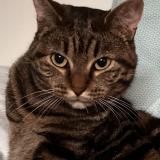 Picture of cat lost at Bayeux