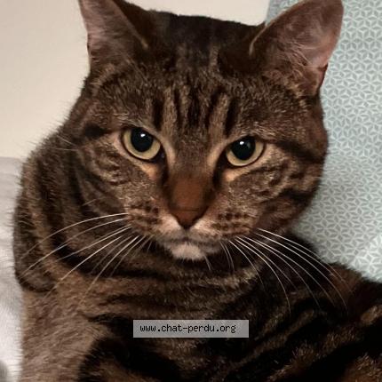 Photo 1/1 Capucine Chat lost in Bayeux