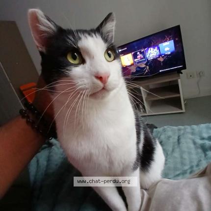 Photo 1/1 Rocket Chat lost in Saint quentin