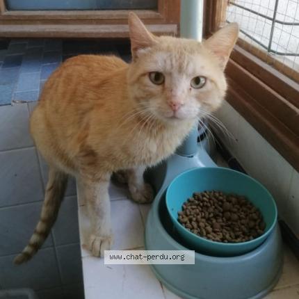 Photo 1/1 Found cat Found in Alairac
