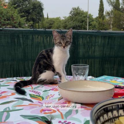 Photo 1/1 Joone Chat lost in Nimes