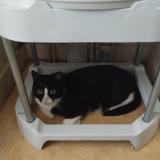 Picture of cat lost at Rennes