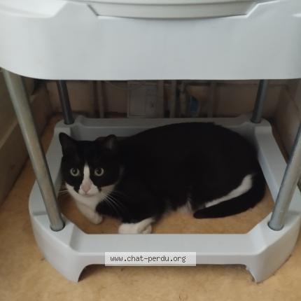 Photo 1/1 Cajou Chat lost in Rennes