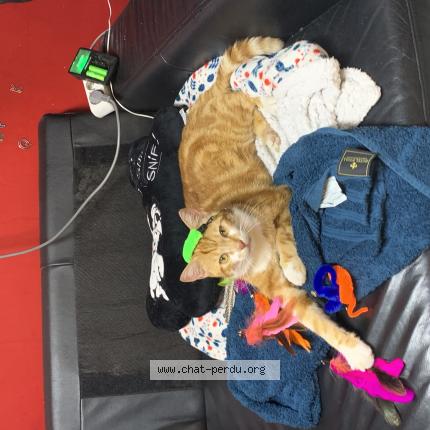 Photo 1/1 Simba Chat lost in Argentinuil