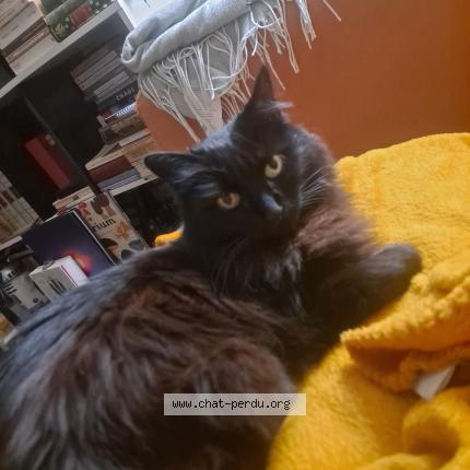 Photo 1/1 Colette Chat lost in Nantes